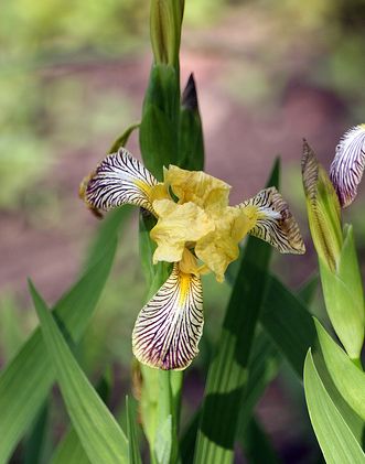 petal or iris