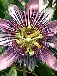 A crown of thorns is patterned by the beautiful passion flower