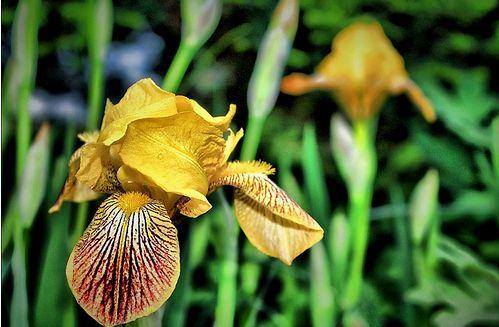 petal, also known as iris